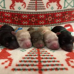 Dachshund puppies from Southern Doxies Ms