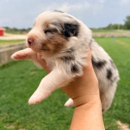 Wilma - Blue merle female Australian Shepherd puppy in Ashland, Ohio from SS Australian Shepherds