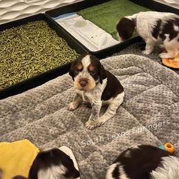 English Springer Spaniel Puppies from South Texas Springers