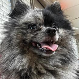 Dapple - Pomeranian
