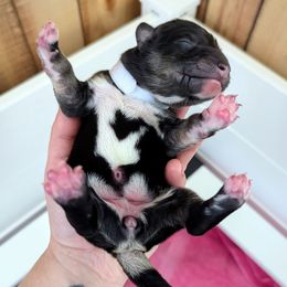 White Girl - Black and tan female Lapponian Herder puppy in Prattsburgh, New York from Maalattu Koirankoppi Lapponian Herders