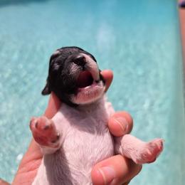 Wallen - Parti male Poodle puppy in Gainesville, Florida from Pipsqueak Mansion Poodles