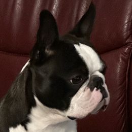 Catfish - Boston Terrier