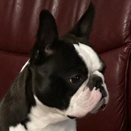 Catfish - Boston Terrier