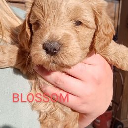 Goldendoodle Puppies from Maggie's Mini Goldendoodles