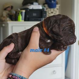 Boy 4 - male Newfypoo puppy in Shelby, Alabama from New Life Family Farm