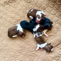 Boy 3 - Liver and white male Shih Tzu puppy in Stroud, Oklahoma from Laik’s Little Shihtz & Poms