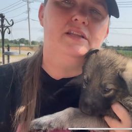 German Shepherd Puppies from Devon Rugerio's German Shepherds