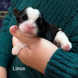 Linus - Black and white male Shih Tzu puppy in Ruffs Dale, Pennsylvania from RAM Shih Tzus Rolling Hills of PA