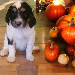 Bernedoodle, Poodle, and Sheepadoodle Puppies from TLC by the Lake Standard Poodle and Doodles