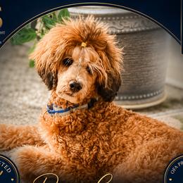 Raya Grace - Poodle