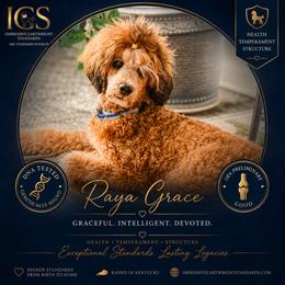 Raya Grace - Poodle
