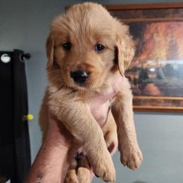 Black collar - Golden male Golden Retriever puppy in Boulder, Montana from Sharee's Golden Retrievers