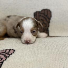 Miniature Australian Shepherd Puppies from B&B Little Aussie Gems