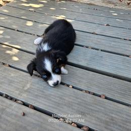 Roxie - Blue tri female Toy Australian Shepherd puppy in Snowflake, Arizona from Halfpint Aussies