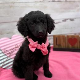 Ivy - Black female Goldendoodle puppy in Lisbon, Ohio from Willow Lane Doodles