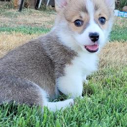Pembroke Welsh Corgis from Ponderosa Pembrokes