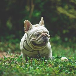 Sun - French Bulldog