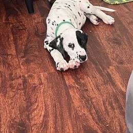 Green Collar (Formerly boy #7) - White and black Dalmatian puppy in Adamstown, Maryland from Sprinkled with Hearts Dalmatians