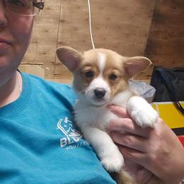 Orange Boy 3 - White and fawn male Pembroke Welsh Corgi puppy in Orange, Virginia from CL&L Corgi's