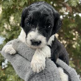 Willow - Parti female Goldendoodle puppy in Lancaster, Pennsylvania from Doodles in the Skye