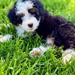 Sunny - Black tri-color female Aussiedoodle puppy in Sterling, Colorado from North 40 Doodles