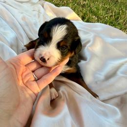 Sam - Black tri male Miniature Australian Shepherd puppy in Sweeny, Texas from Peach Creek Minis
