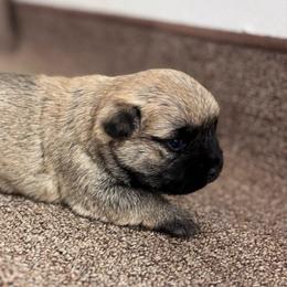 Margo - Wheaten female Cairn Terrier puppy in Mountain Grove, Missouri from CreekTop