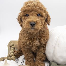 Assorted Doodle Crosses, Bernedoodle, Double Doodle, Goldendoodle, Labradoodle, and Whoodle Puppies from Our Little Farm Life Doodles