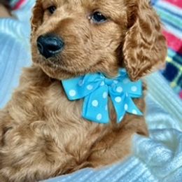 Goldendoodle Puppies from Loving Doodles