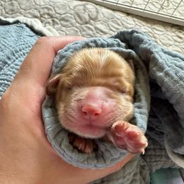 AKC Oregano - Red male Cocker Spaniel puppy in Cincinnati, Ohio from Abundance of Joy LLC Cocker Spaniels
