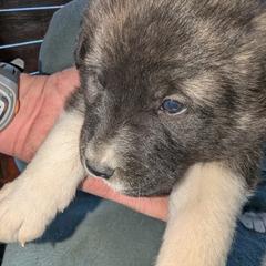 Boy 1 - Black male Anatolian Pyrenees puppy in Marysville, Ohio from Brotherton Family Farms