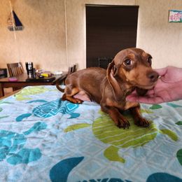 Ravena - Dachshund