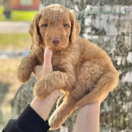 Toffee- Brown Collar - Apricot male Goldendoodle puppy in Bay City, Texas from Charming Doods Goldendoodles