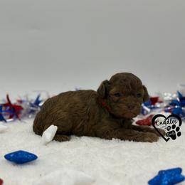 Tyson (brown sable) - Sable male Poodle puppy in Nashville, Arkansas from Cuddles n Curls