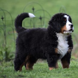 Bernese Mountain Dog Puppies from Brookwood Bernese Mountain Dogs