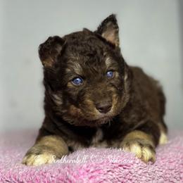 Tony - Brown and white male Siberian Husky puppy in Deer Park, Texas from SouthernBell Siberian Huskies