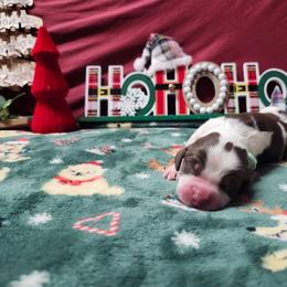 Jingle - Liver white and tan male English Springer Spaniel puppy in Westover, Maryland from Sterling's springer Haven