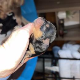 Yorkshire Terrier Puppies from Sasha's Yorkie Pups