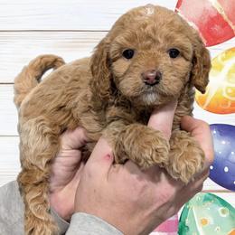 Bunny - Cream female Cavapoo puppy in Coshocton, Ohio from Forever Family Puppies