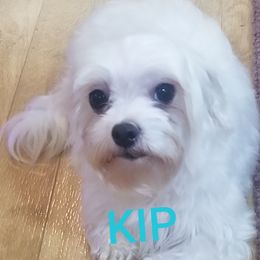 Kip - Maltese