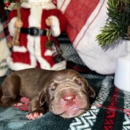 Everest - Chocolate male Great Dane puppy in Ardmore, Alabama from Delta Danes
