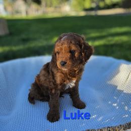 Cavapoo Puppies from North Ranch Doodles