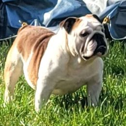 Tommy - Bulldog
