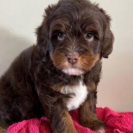 Dixie - Tri-color female Bernedoodle puppy in Horseshoe Bend, Idaho from Over the Moon Poodles and Doodles