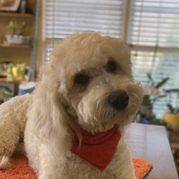Scooby Dee - Goldendoodle