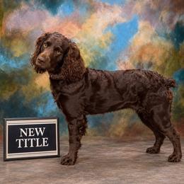 Brandy - Boykin Spaniel