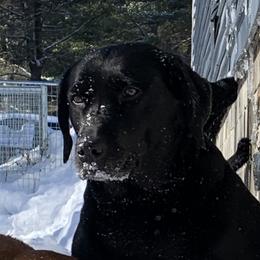 Addie  - Labrador Retriever