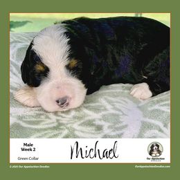 MICHAEL (Green Collar) - Tri-color male Bernedoodle puppy in Branchland, West Virginia from Our Appalachian Doodles
