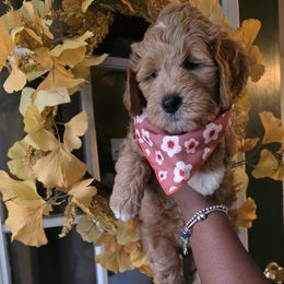 Autumn - Red  female Goldendoodle puppy in Richmond, Virginia from Highland Grove Doodles, LLC